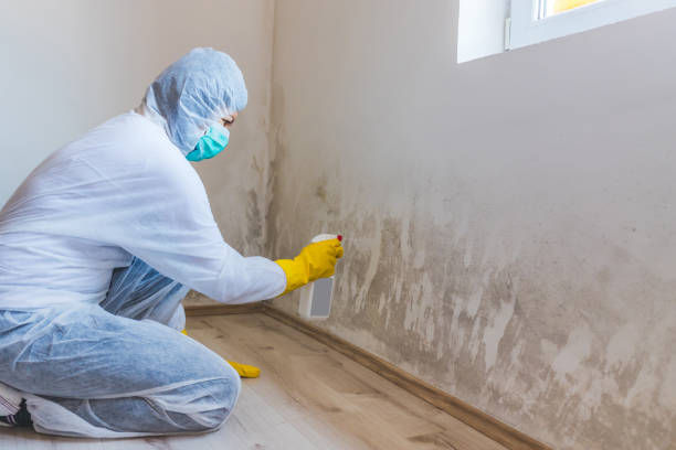 Licensed Mold Testing service in White Post, VA - WQB Mold Removal