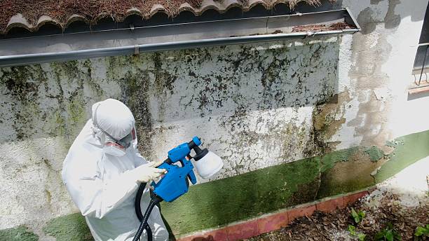 Top rated local Mold Testing specialists in White Post, VA